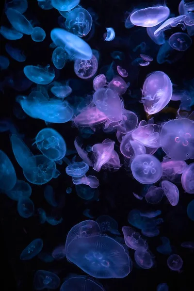 Вертикальный Снимок Синих Медуз Плавающих Водой — стоковое фото