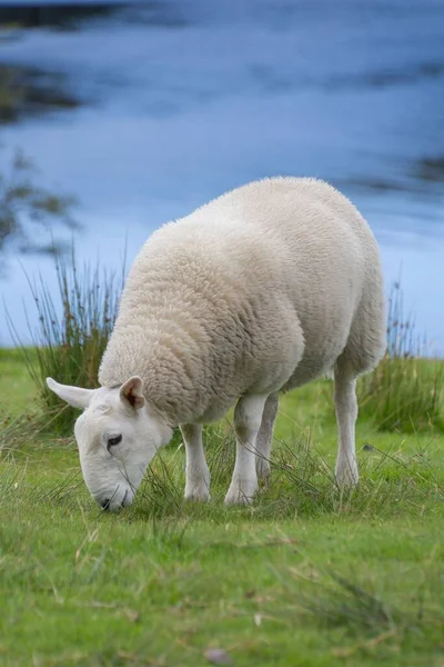 Vertikal Bild Bedårande Fluffig Vit Får Betar Fältet — Stockfoto