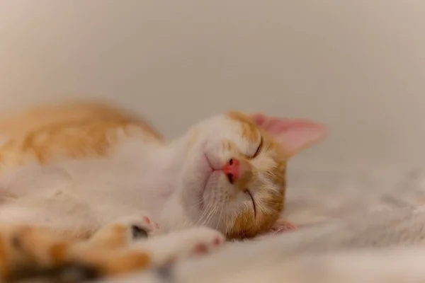 Penutupan Dari Anak Kucing Tersenyum Ginger Tidur — Stok Foto