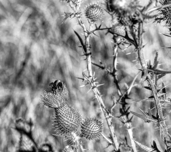 Een Close Shot Van Plumeless Distels Bloeien Tuin — Stockfoto