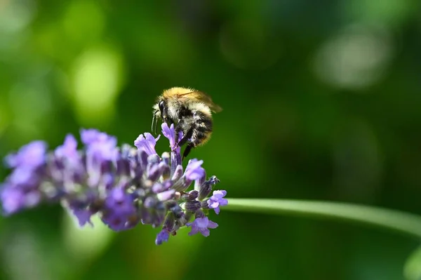 A close-up shot of a bumblebee collecting  honey from lavender in a process of pollination