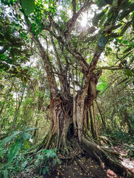 Vertikale Aufnahme Eines Baumes Mit Ästen Und Sonnenlicht San Agustin — Stockfoto