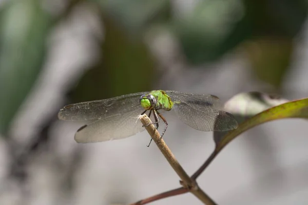 一只绿色的奥多纳塔昆虫坐在背景模糊的树枝上的特写镜头 — 图库照片