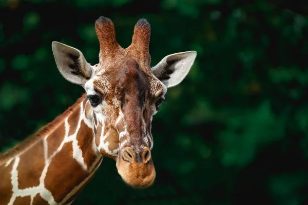 Крупный План Головы Жирафа Зеленом Листовом Фоне Смотрящего Камеру — стоковое фото