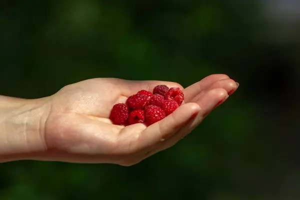 Shallow Focus Raspberries Hand Green Blurred Background — Stock Photo, Image