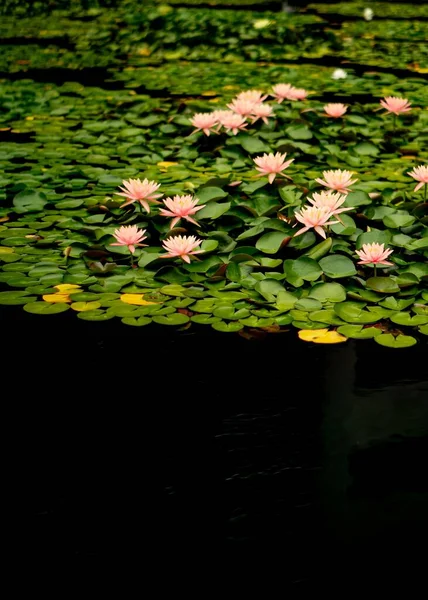 Plano Vertical Lago Cubierto Hermosas Flores Loto Rosa — Foto de Stock