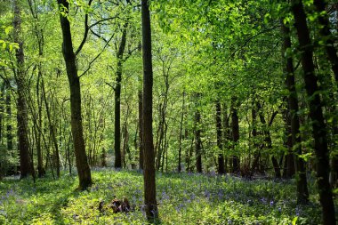 Ormandaki çan çiçekleri uzun ağaçlarla çevrili, bahar ortasında.