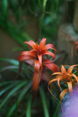 Bahçedeki güzel Guzman Monostachia çiçeklerinin dikey yakın çekimi