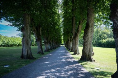 Parkta meşe Sokağı