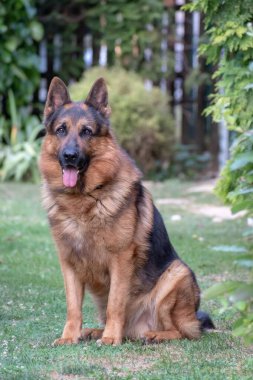 Bahçede oturan uzun saçlı Alman çoban köpeğinin dikey yakın çekimi..