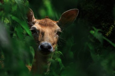 Ormandaki çalıların arasından bakan güzel bir geyik görüntüsü.