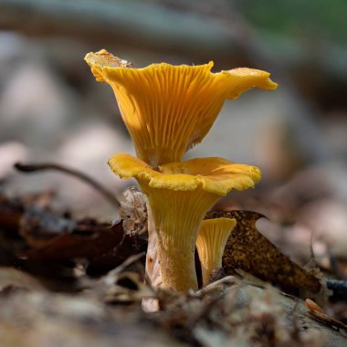 Taze mantarların yakın çekimi.