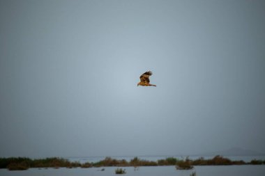 Suyun üzerinde uçan küçük bir şahin (Accipitrinae)