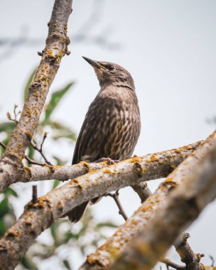 Bir ağaç dalındaki sığırcık kuşunun dikey görüntüsü - Sturnus vulgaris