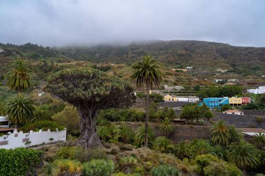 Icod de los Vinos, Tenerife, Kanarya Adaları 'ndaki Ejderha Ağacı' nın hava manzarası.