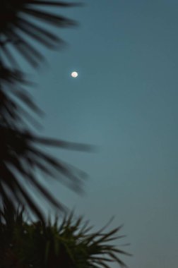 Akşam gökyüzünde, palmiye ağaçlarının çerçevesinden ayın dikey görüntüsü.