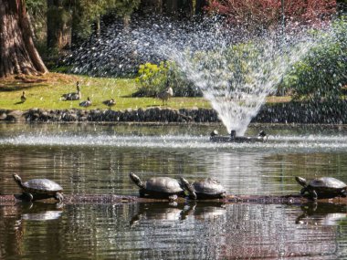 Su üzerinde bir gölet kaygan kaplumbağa (Trachemys Scrita) hattı