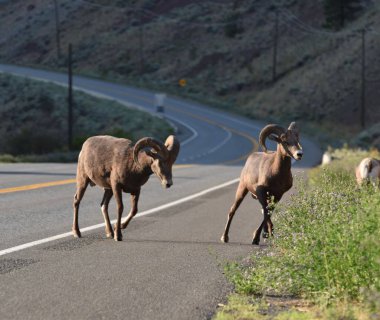 Lytton, British Columbia 'da asfalt yoldan geçen güzel bir çöl koyunu fotoğrafı.