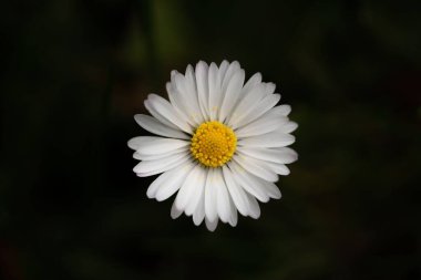 Siyah arkaplanı olan narin, sıradan bir papatyanın yakın çekim görüntüsü.