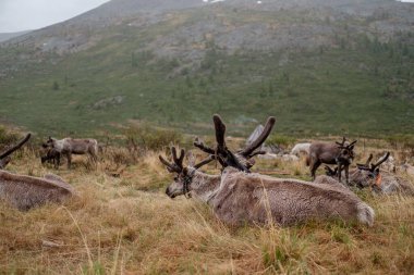 Bir grup kahverengi ren geyiği Moğolistan kırsalında otluyor.
