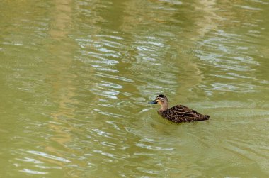 Pasifik siyah ördeği, suda yüzen Anas superciliosa..