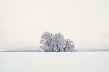 Kış manzarasında donmakta olan bir ağacın manzarası.