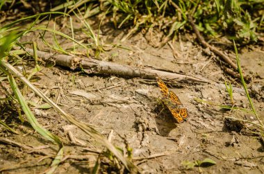 Yerde turuncu bir kelebek