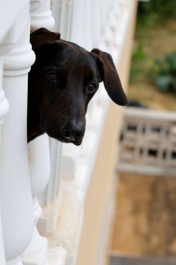 Balkon parmaklıklarından dışarı bakan siyah bir köpek.
