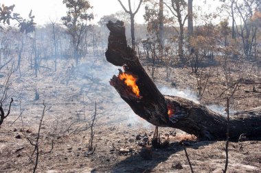 The Charred remains of a brush fire possibly arson near the Karriri-Xoco and Tuxa Indian Reservation in the Northwest section of Brasilia, Brazil