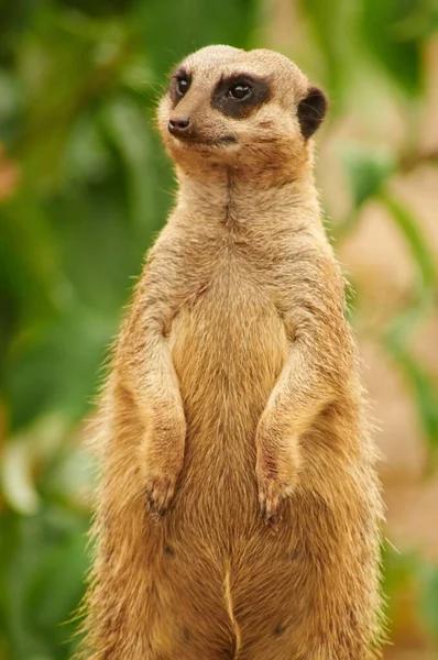 Erdmännchen Tierschutzprogramm Des Zoos — Stockfoto