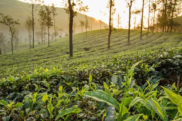 Rostoucí Zelené Čajové Plantáže Munnar Kerala Indie — Stock fotografie
