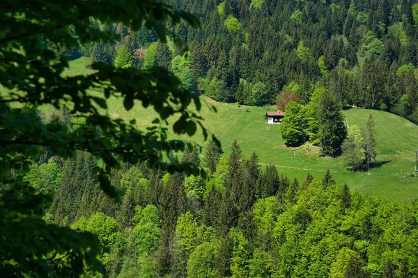Een Hoge Hoek Uitzicht Een Grasveld Met Hoge Bomen Een — Stockfoto