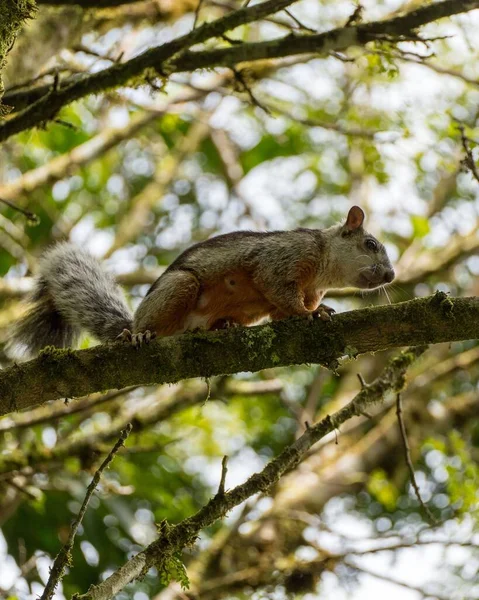 Disparo Vertical Una Ardilla Zorra Caminando Sobre Árbol Durante Día — Foto de Stock