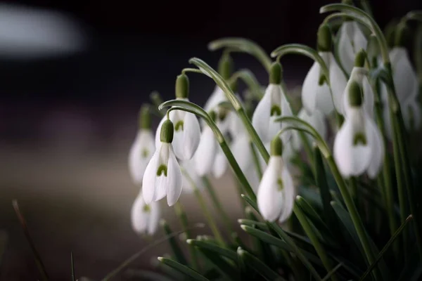 Gros Plan Délicates Fleurs Blanches Chute Neige Printemps — Photo