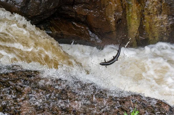 Atlantic Salmon Salmo Salar Jumping Waterfall Scotland United Kingdom — Stock Photo, Image