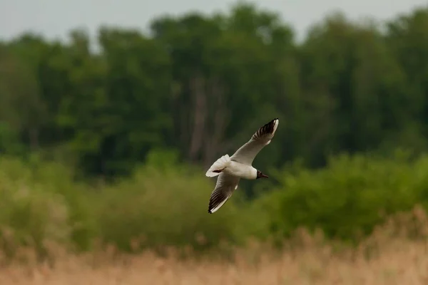 Lovitură Closeup Unui Pescăruș Fildeș Care Zboară Aer — Fotografie, imagine de stoc