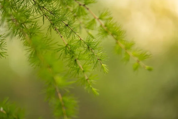 Dikenli Yapraklı Bir Tarla Ağacı Dalının Yakın Çekimi — Stok fotoğraf