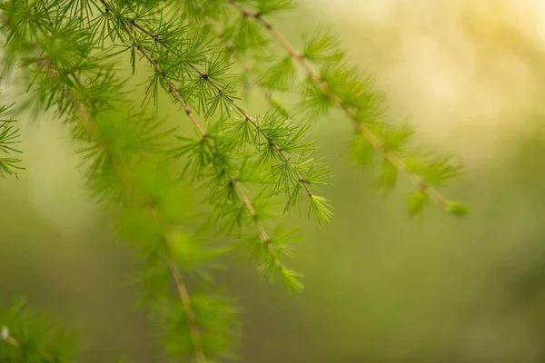 Gros Plan Une Branche Mélèze Aux Feuilles Pointues — Photo