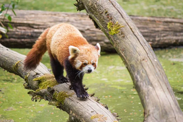 Yosun Tutmuş Kütüğün Üzerinde Yürüyen Kırmızı Bir Panda — Stok fotoğraf