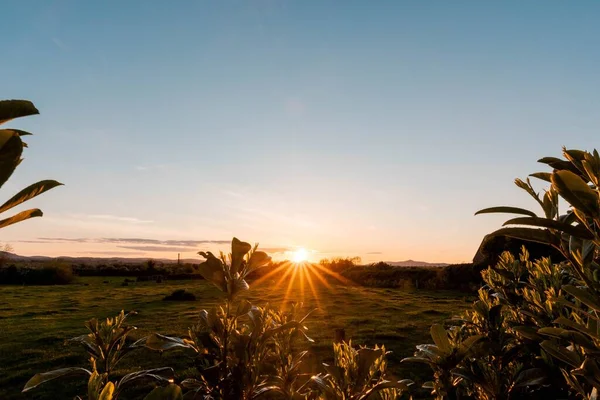 Een Schilderachtig Uitzicht Groene Planten Die Groeien Een Veld Bij — Stockfoto