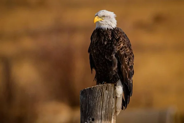 A mature bald eagle rests on a post near the Wild Animal Sanctuary in Keenesburg, Colorado.