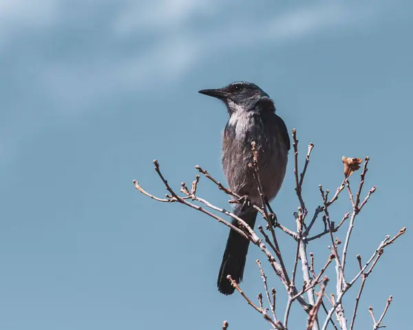 Een Wilde Bruine Vogel Neergestreken Een Tak Een Blauwe Lucht — Stockfoto