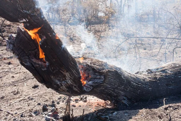 Charred Remains Brush Fire Possibly Arson Karriri Xoco Tuxa Indian — ストック写真