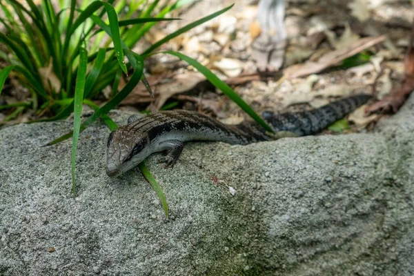 Vue Rapprochée Scinque Commun Langue Bleue Sur Rocher Extérieur — Photo