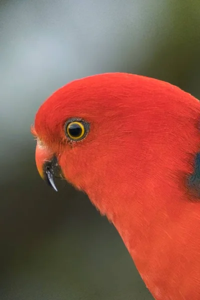 Vertical Portrait Red King Parrot Alisterus — Stock Photo, Image