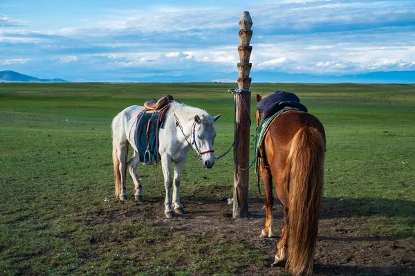 Par Cavalos Mongóis Marrons Brancos Campo Mongólia — Fotografia de Stock