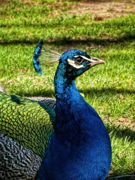 Närbild Blå Påfågel Gräsmatta — Stockfoto