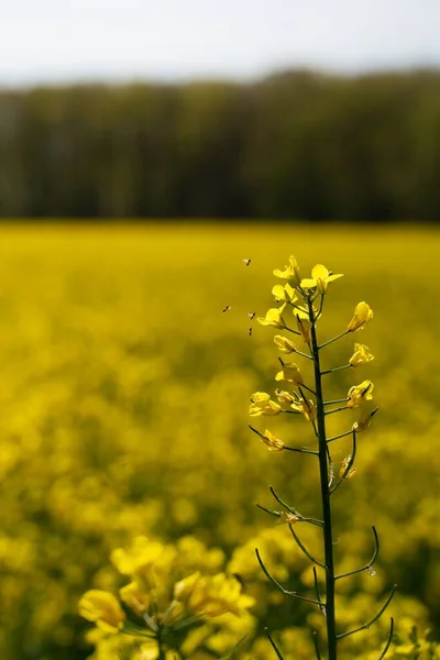 Egy Függőleges Közelkép Egy Virágzó Repce Virágról Egy Sárga Mezőn — Stock Fotó
