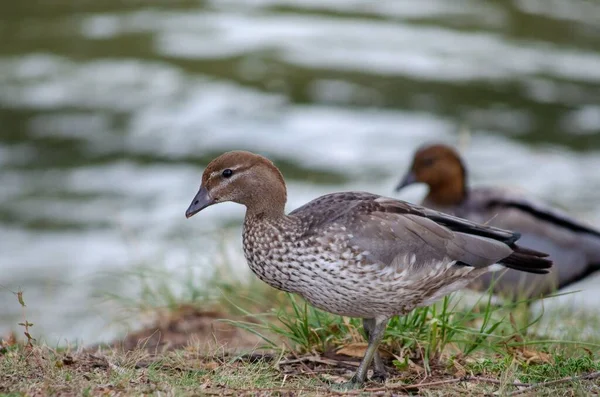 Primer Plano Pato Hembra Australiano Madera Ganso Crin Chenonetta Jubata — Foto de Stock