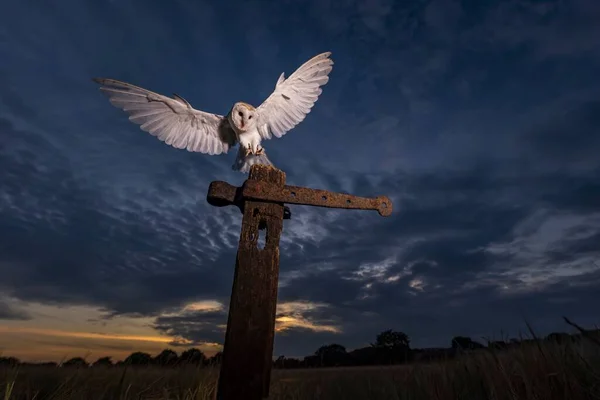 Uma Coruja Celeiro Com Asas Abertas Aproximando Uma Superfície Metálica — Fotografia de Stock